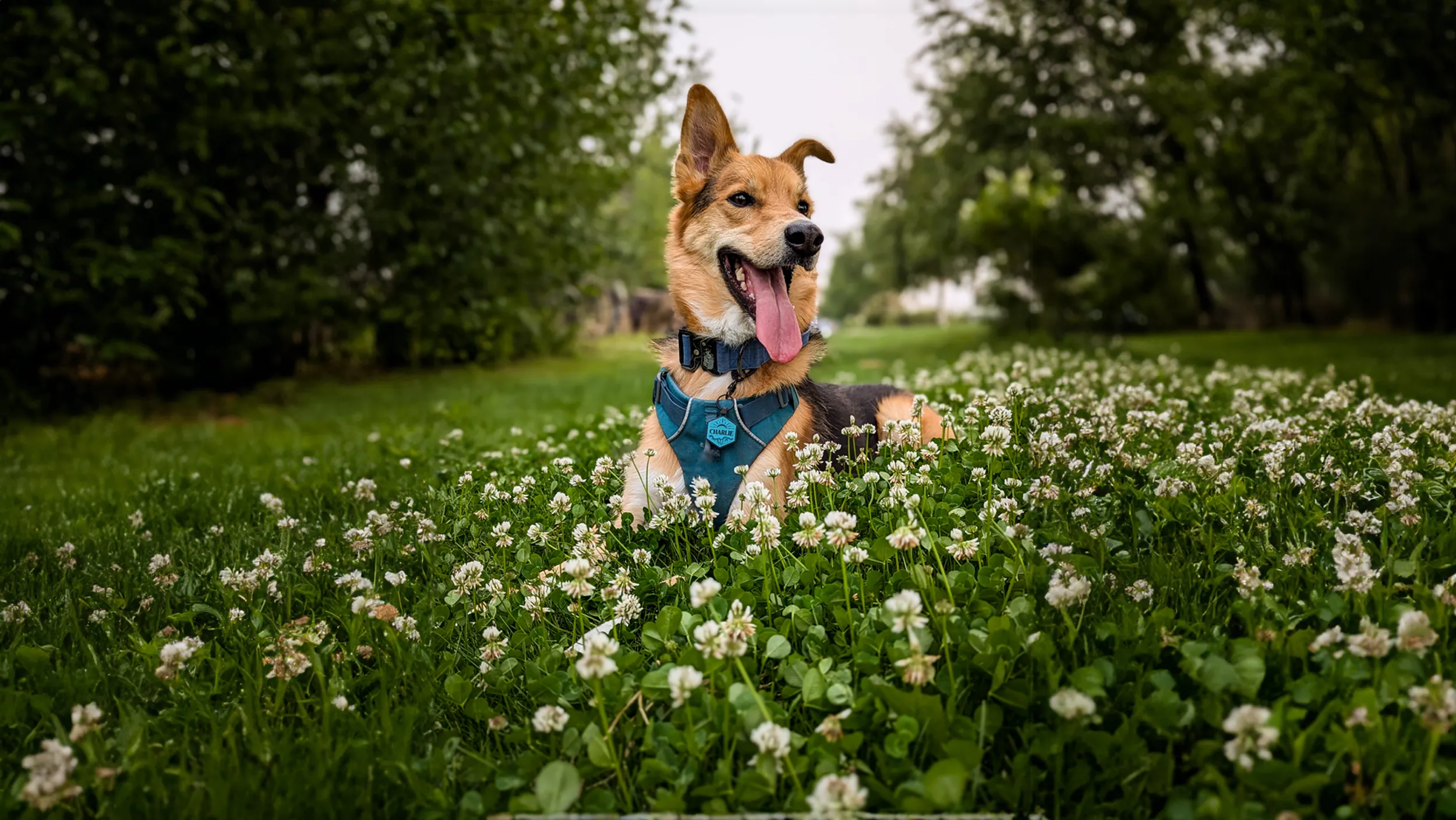 Style for Pets with Personality