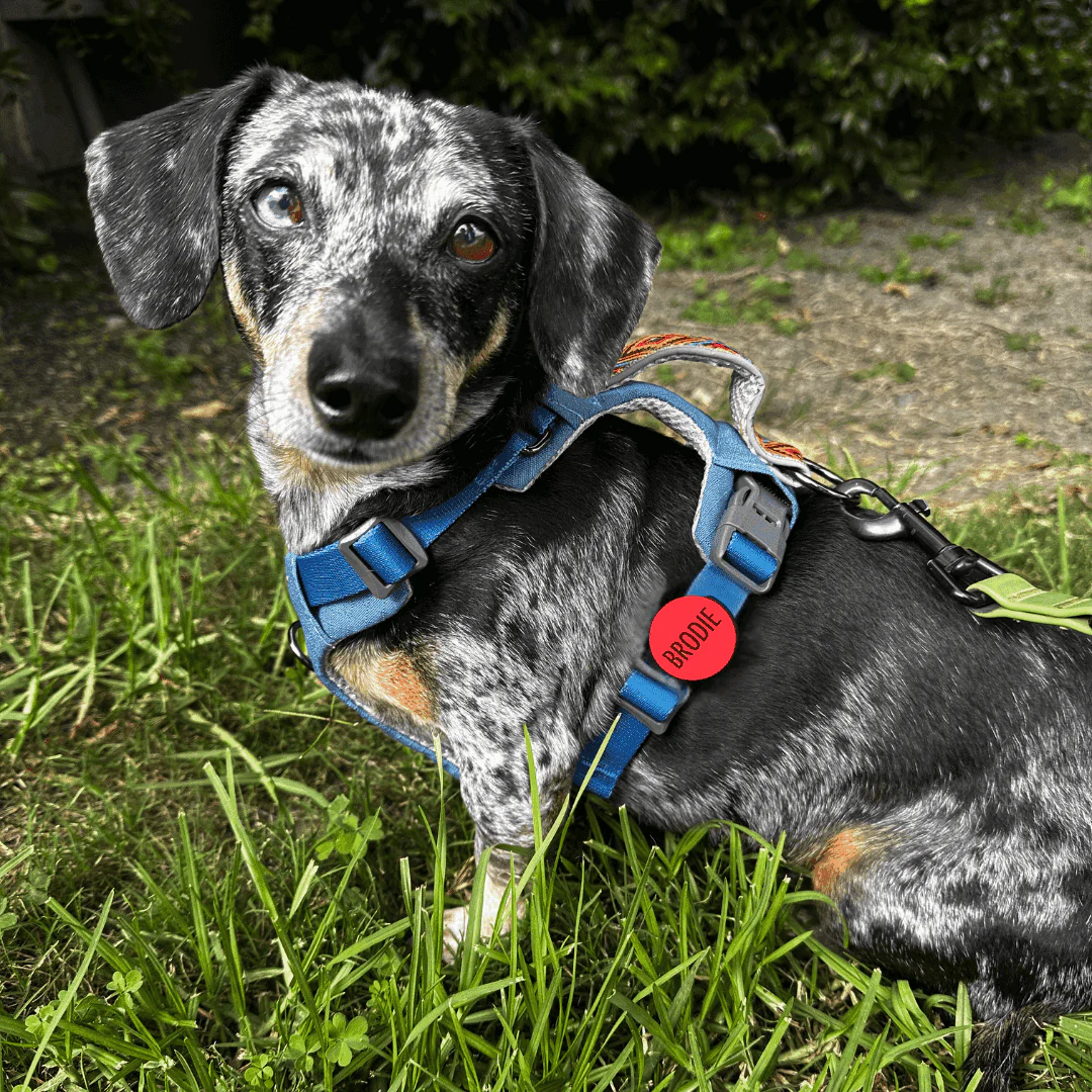 AirTag Holder Slide-On Silicone Pet ID Tag | Valentine's Day - Image 5