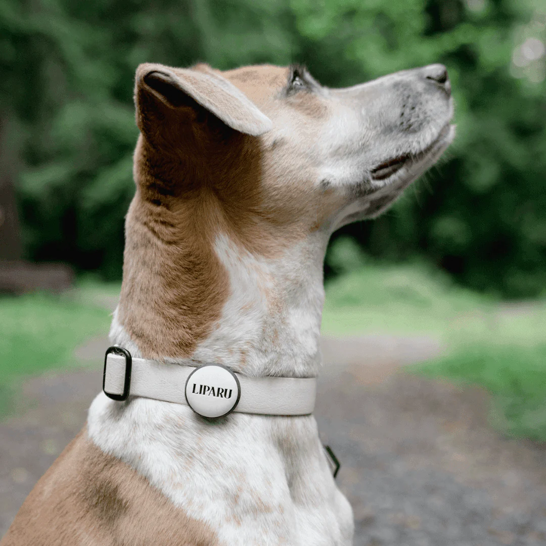 AirTag Holder Slide-On Silicone Pet ID Tag | Emergency Alerts - Image 5