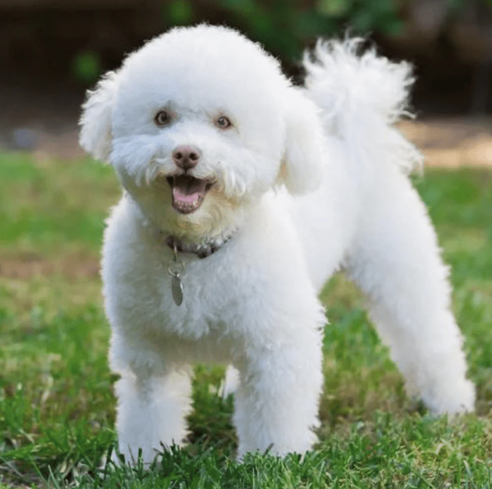 Bichon Rescue Of Orange County Silicone ID Tag - Image 16