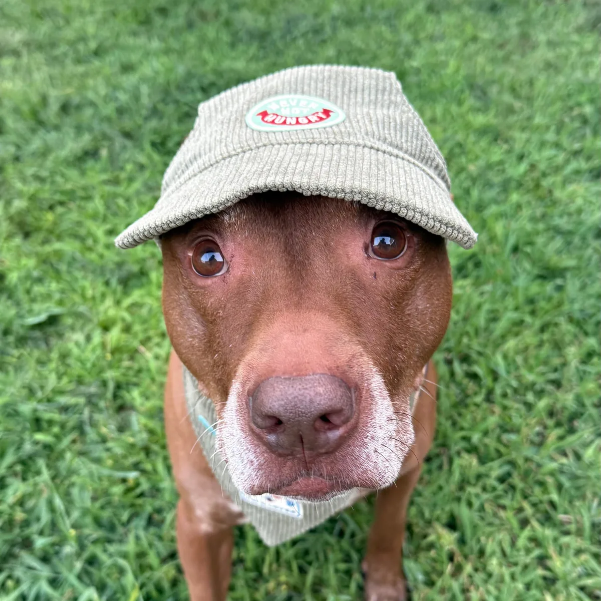 Corduroy Dog Baseball Hat | Comfortable & Customizable - Image 7
