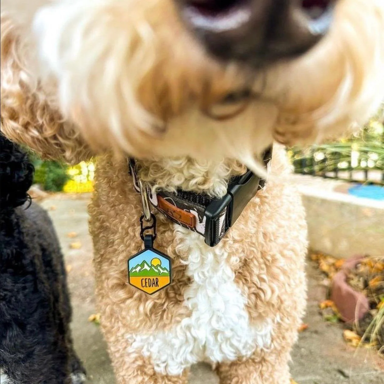 Pup's Peak Silicone Dog ID Tag - Alpine Meadow - Image 5
