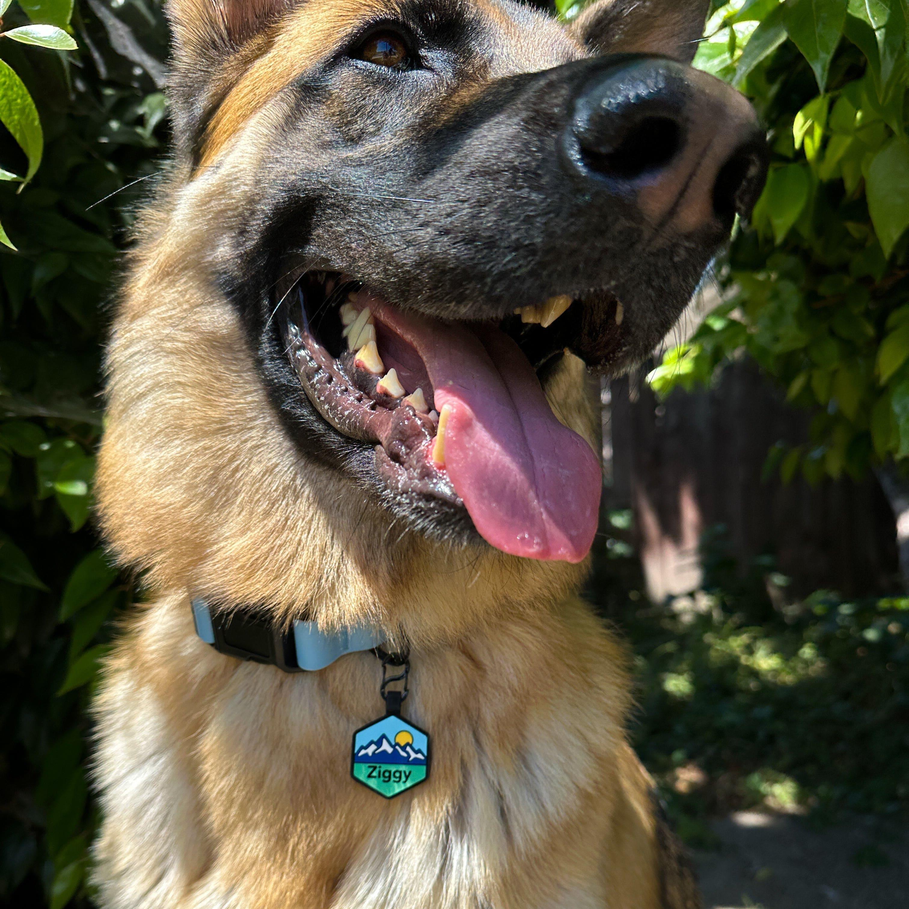 QR Code Pup's Peak Silicone Dog ID Tag - Blue Ridge - Image 4