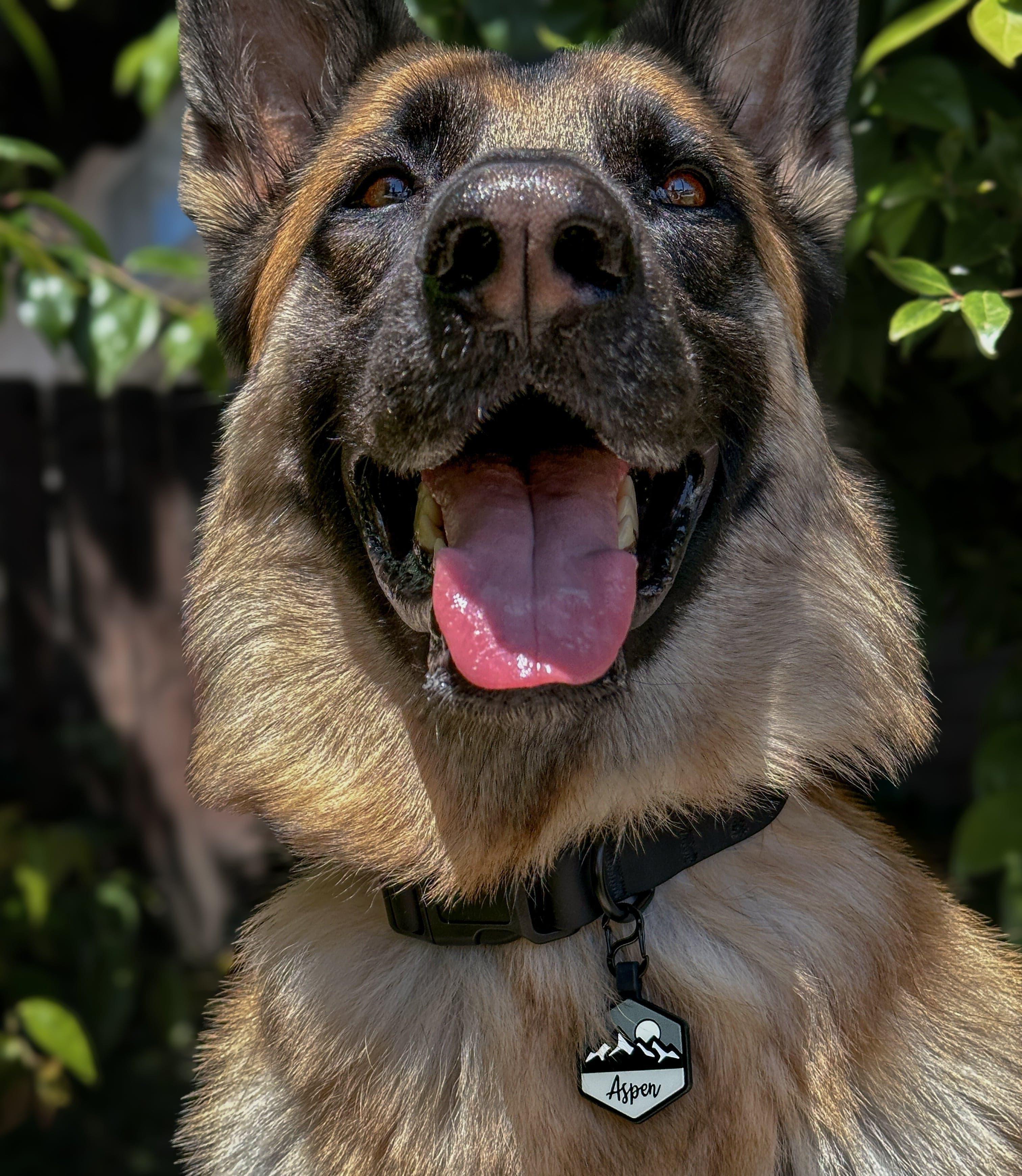QR Code Pup's Peak Silicone Dog ID Tag - Midnight Granite - Image 4