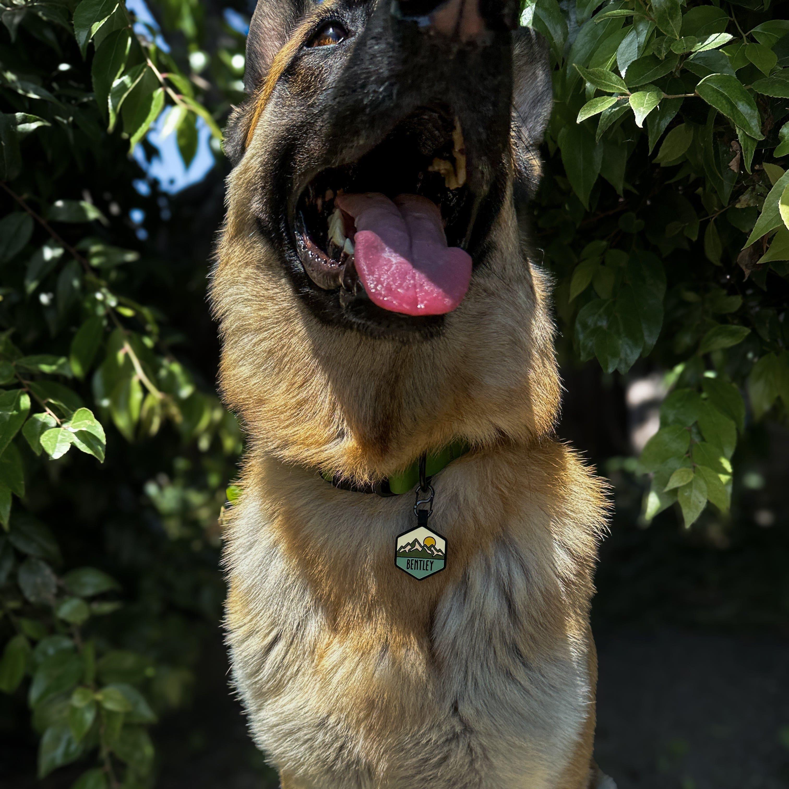 QR Code Pup's Peak Silicone Dog ID Tag - Sand Canyon - Image 4