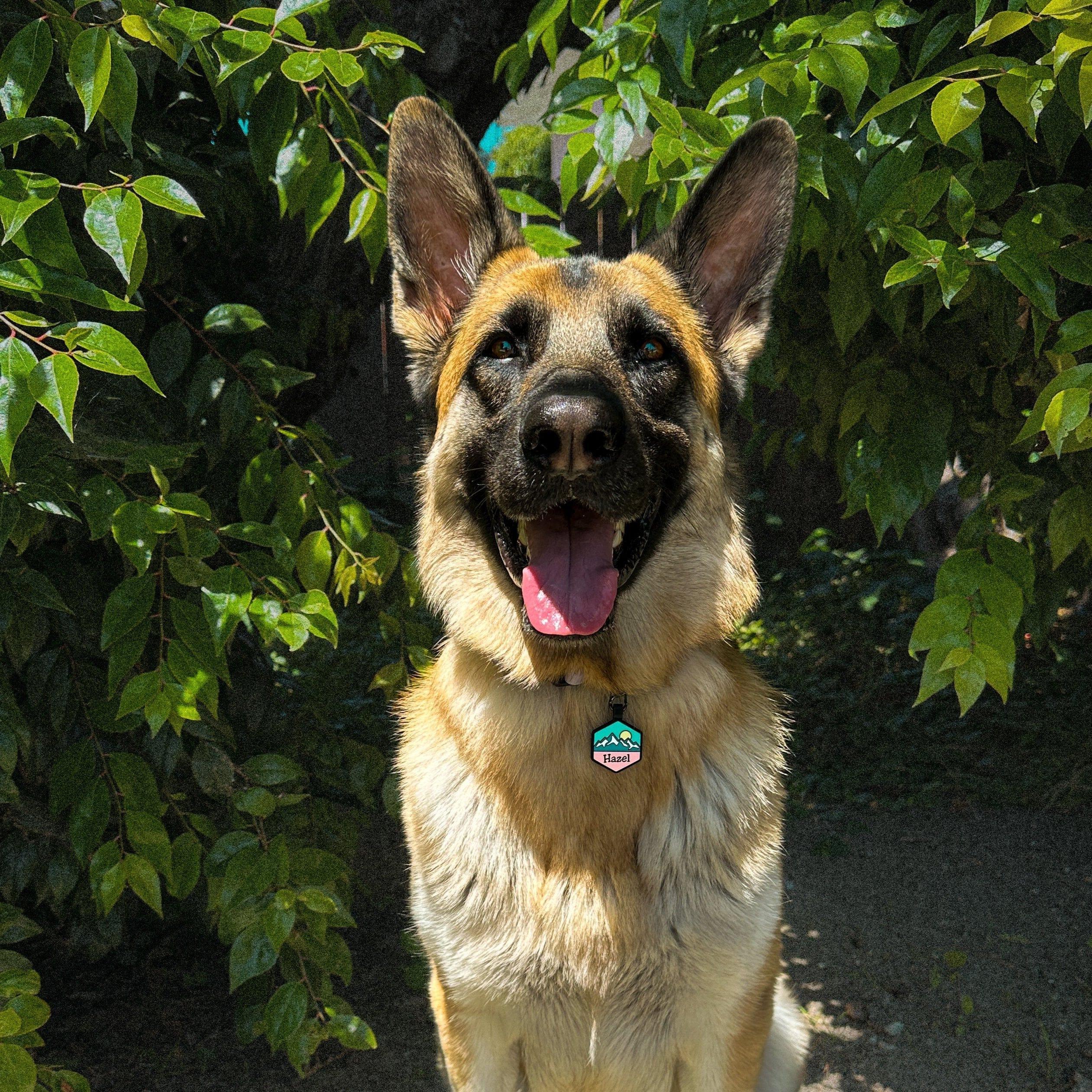 Pup's Peak Silicone Dog ID Tag - Wild Bloom - Image 4