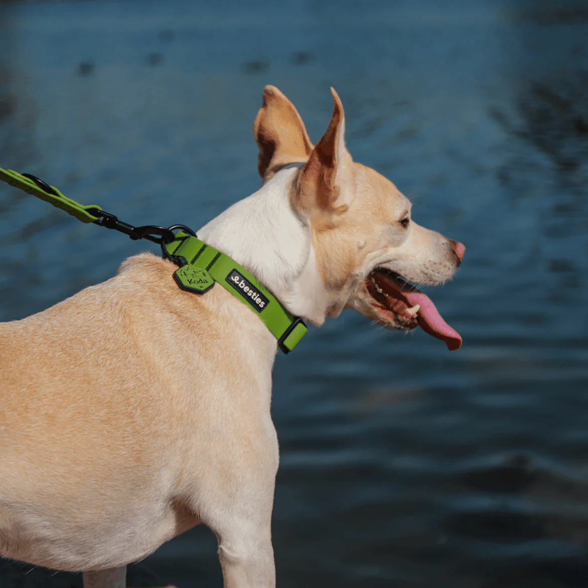 Sage Leash and Collar Set - Image 4