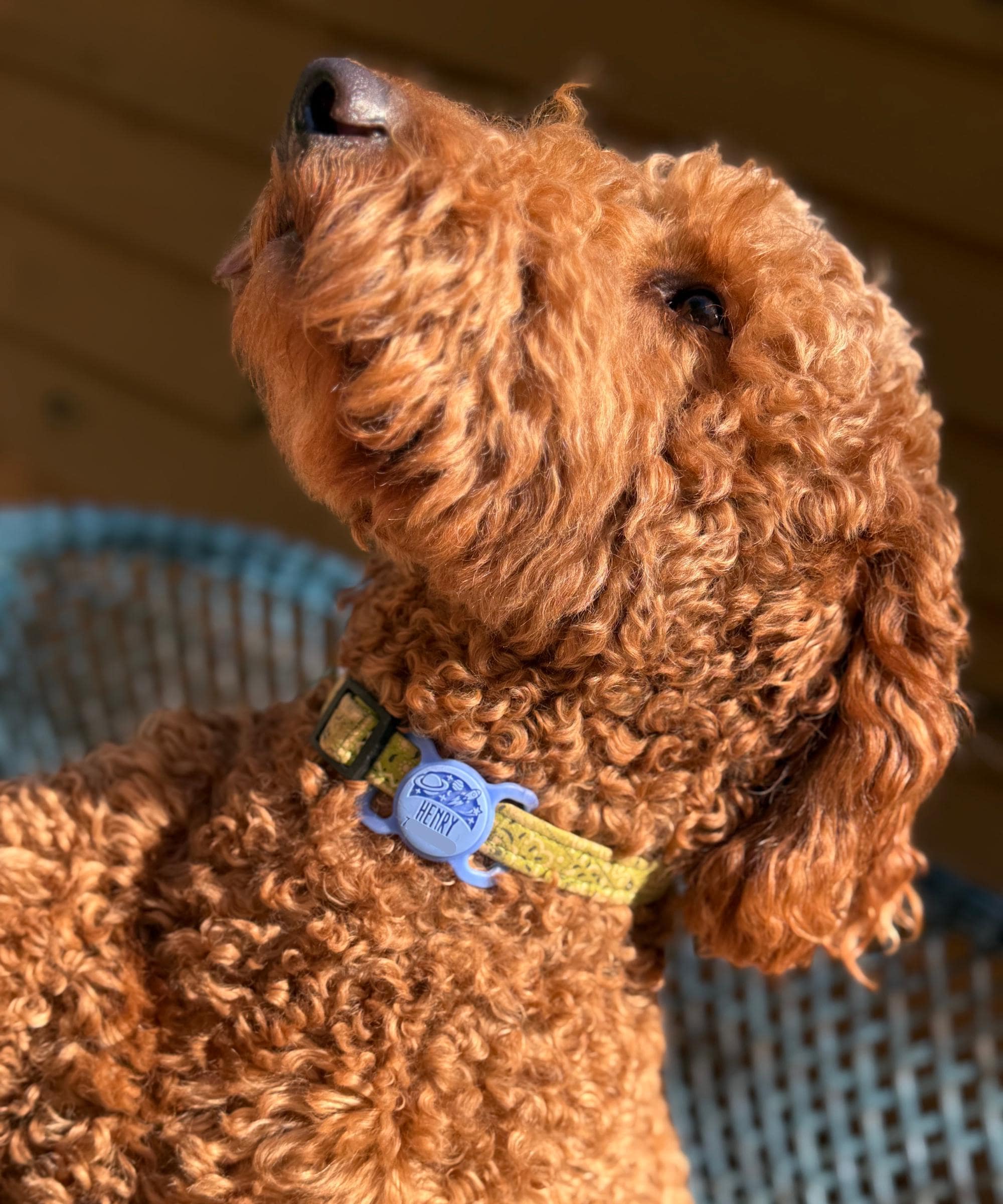 Slim Slide-On Silicone Pet ID Tag | Classic Name - Image 6