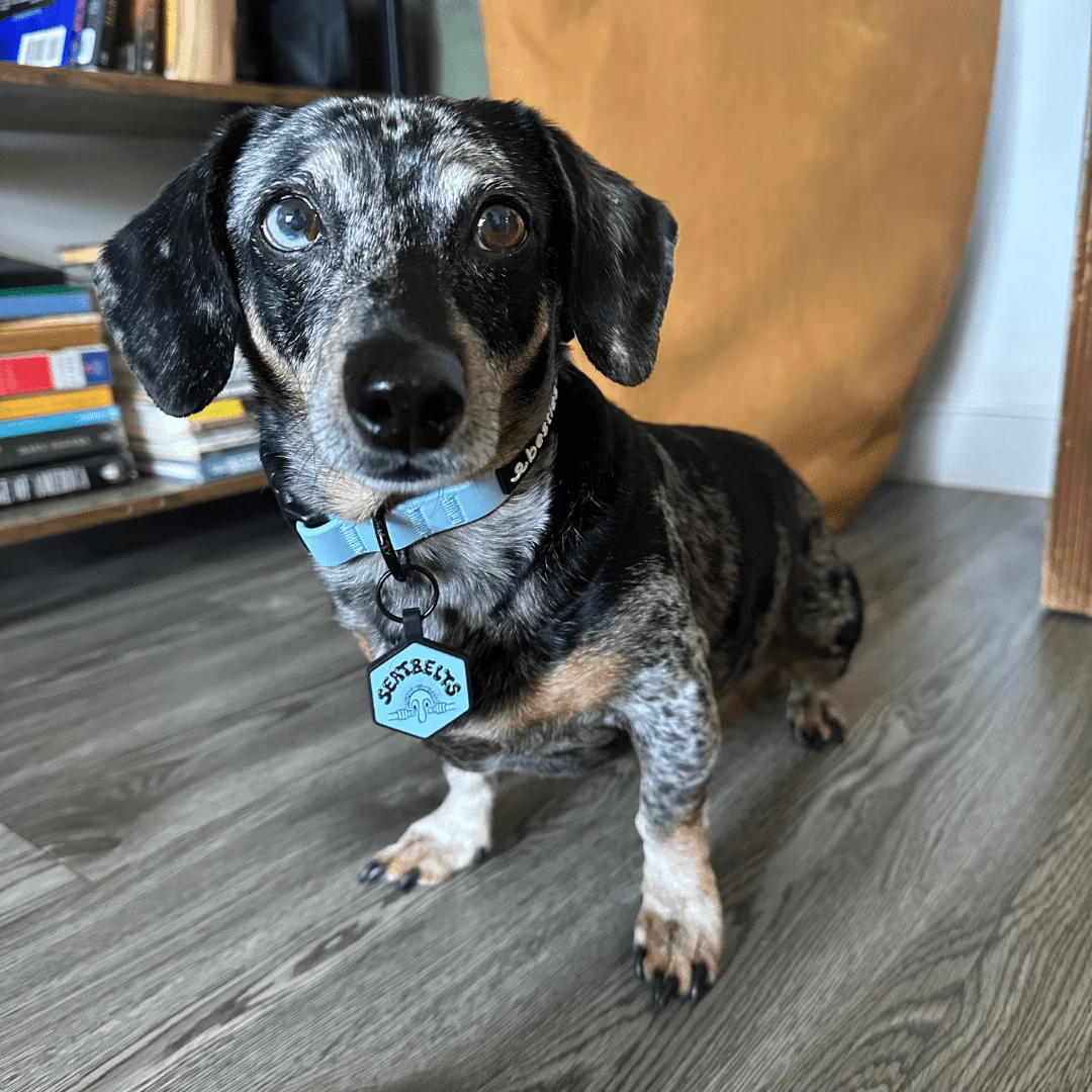 Uhh Yeah Dude Dog ID Tag - Image 5